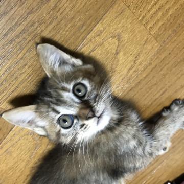 とても綺麗な子猫ちゃん