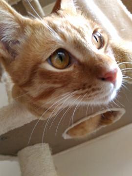 甘えん坊で食いしん坊の茶トラ君