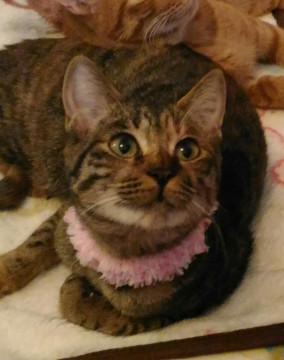 小柄なツンデレ女の子です