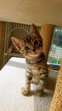 白井市/キジトラ男の子です^^