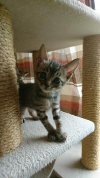 白井市/キジトラ女の子です^^