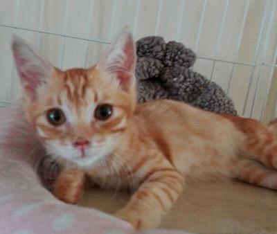 人が大好き　性格のい　チャトラの女の子　