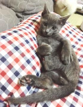 猫も人間も大好きな甘えん坊のグレー君