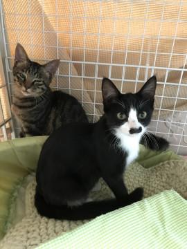 ハチワレ、4本白ソックス、チョビヒゲちゃ