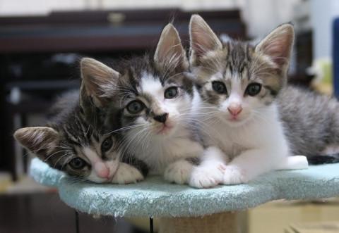 可愛いチビチビ3兄妹 キキ、ララ、トト