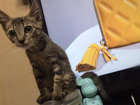 とっても甘えん坊の やっくん