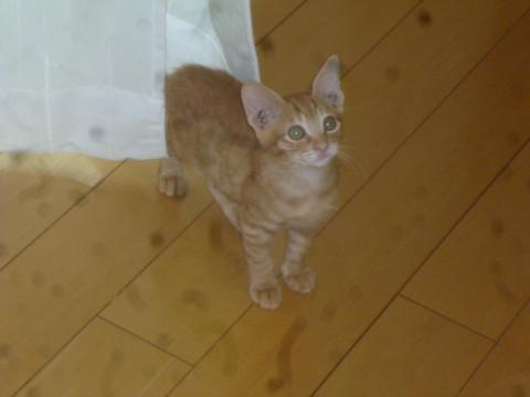 ハンサムボーイ
