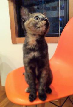 ちょっとタレ目の可愛いサビちゃん