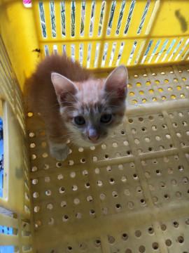 ノラネコの赤ちゃん