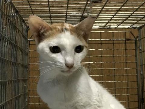 多頭崩壊レスキュー　母猫