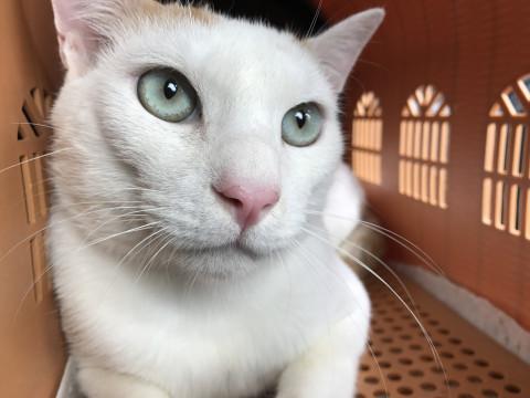 多頭崩壊レスキュー　雄茶白