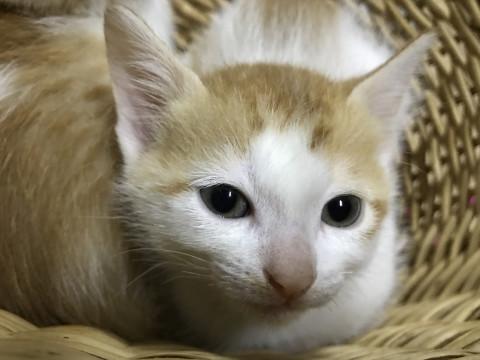 多頭崩壊レスキュー　仔猫②