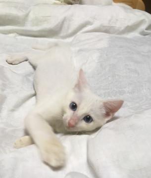 白い仔猫　※男の子です