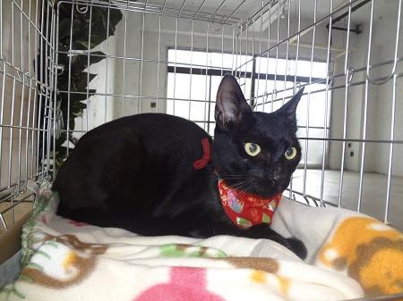 甘えん坊でやんちゃなハンサム黒猫♪