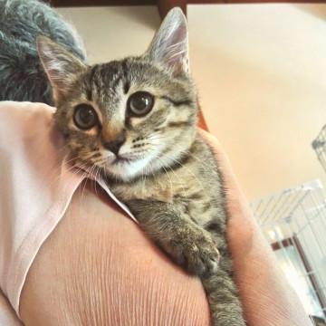 瞳が印象的なキジ猫ちゃん