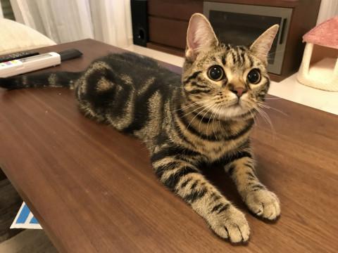 だっこ大好きアメショちゃん