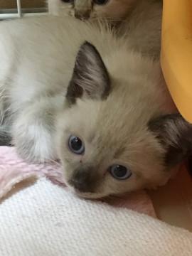 1.5ヵ月の子猫
