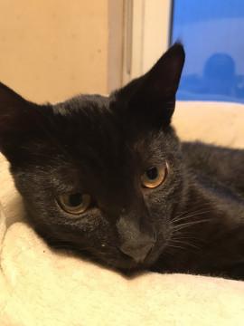 4ヶ月くらいの黒猫