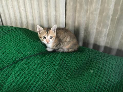 ノラネコの赤ちゃん2