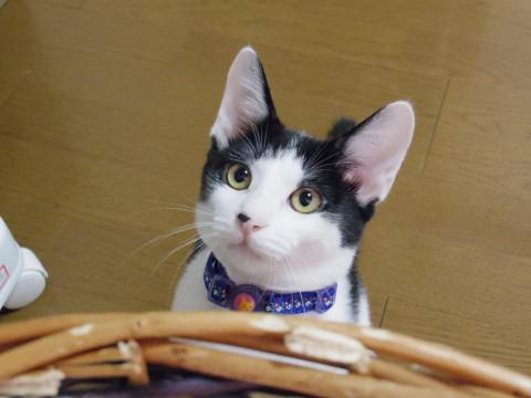 激しく甘えんぼな男の子です♪