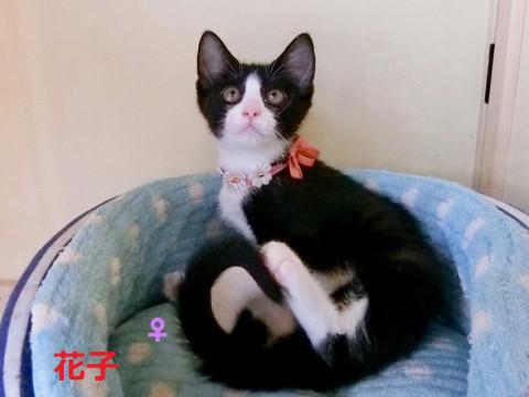 茨城の愛護センターから来た白黒３兄妹