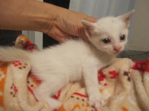 動画あり赤ちゃん白猫　離乳中