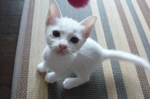 真っ白ちびちやん