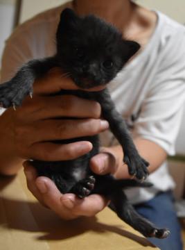 黒猫チビさん2
