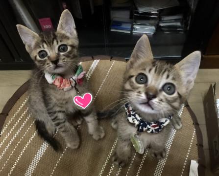 甘えんぼの4きょうだいです