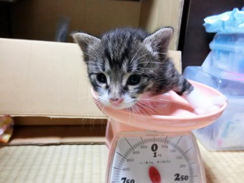 ハチワレ猫のタジマさんと６匹の仔猫