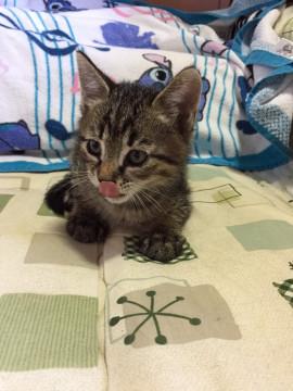 カワイイ〜キジトラ