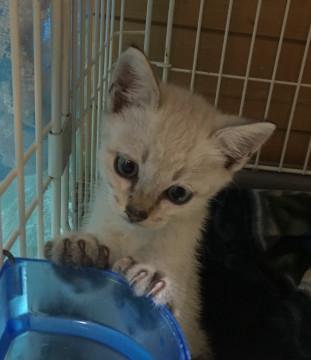 1.5ヶ月の子猫