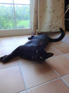 なつっこくて　綺麗な黒猫さんです。