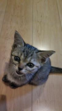 仔猫の里親になって下さい