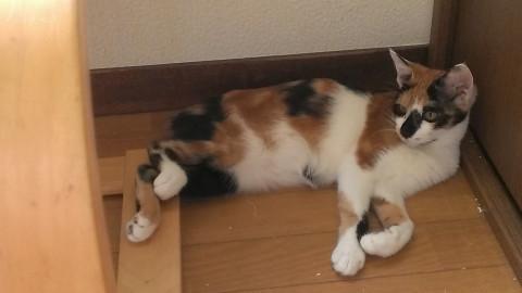 お顔のしずく柄がとても愛くるしい