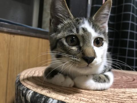 なでられるの大好き！キジシロ♂子猫