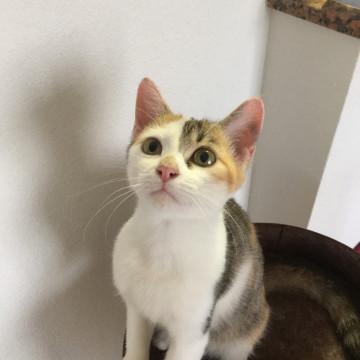 可愛いキジ三毛の子猫 里親募集