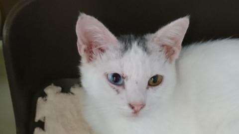 オッドアイの元気な男の子