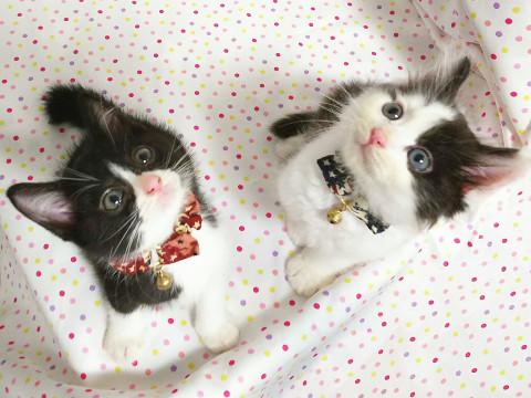 モコモコ白黒兄弟☆愛之助＆染五郎