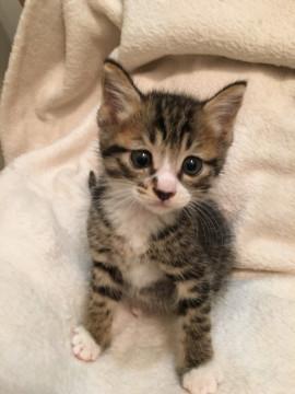 キジシロの若様