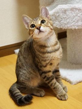 撫でられるのが好きな慎重派イケメン君