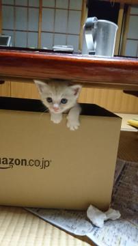 生後1か月未満トラ猫くん