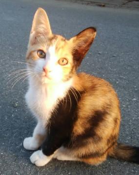 ミケ猫ちゃん　３ヶ月