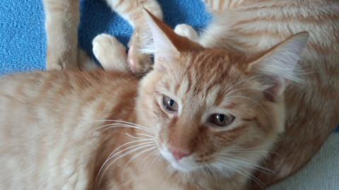 甘えん坊一族の三男です