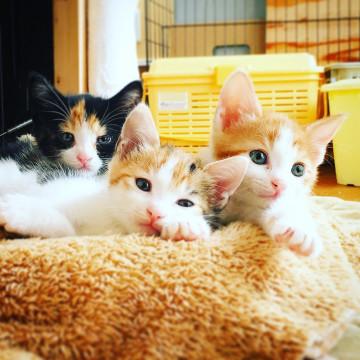 子猫★三毛＆三毛＆茶白★可愛いです