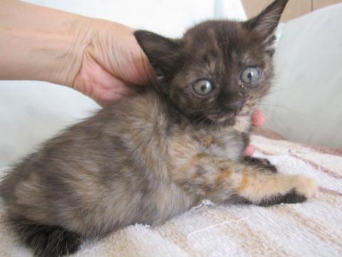 動画あり人懐こく丸っこいさび