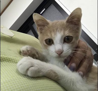 僕の名前はきなこです。