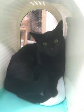 美猫ちゃん 男の子です