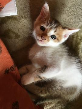 ぬいぐるみお顔の男の子