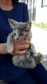 きれいなパステルさびのお嬢様